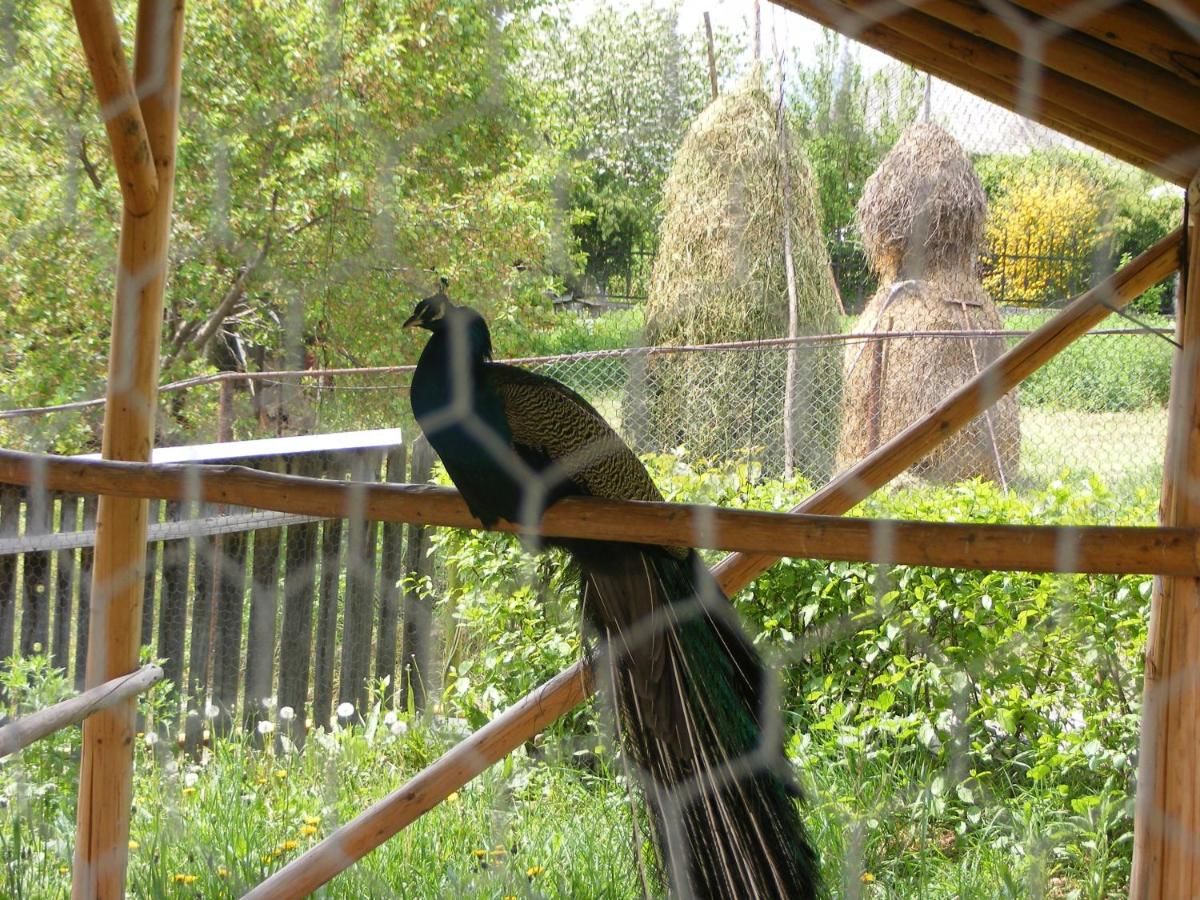 Гостевой дом Pensiunea Moldova Пьятра-Нямц-24